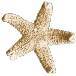 a starfish